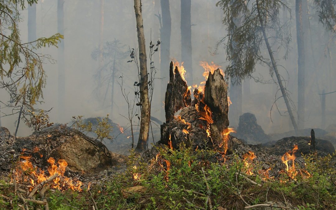 Incendio oristanese, avviate le indagini del Corpo forestale