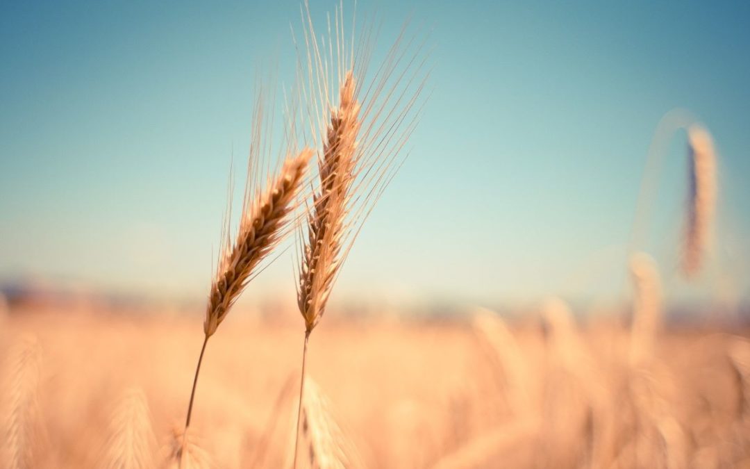 Ucraina, il grano supera i 400 dollari a tonnellata