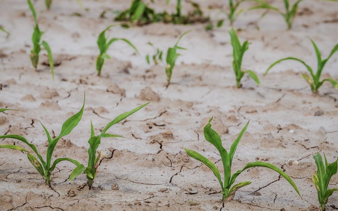 Cambiamenti climatici, nel 2022 l’agricoltura ha perso 900 milioni